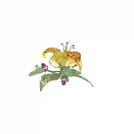 Resim Florere Zambak, Büyük boy