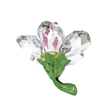 Resim Florere Amber Çiçeği, Küçük boy