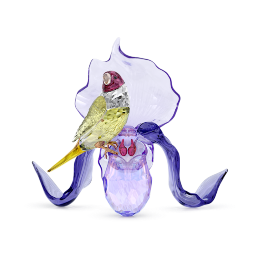 Resim Idyllia Gökkuşağı İspinozu ve Orkide