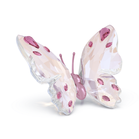 Resim Idyllia Kelebek, Küçük boy