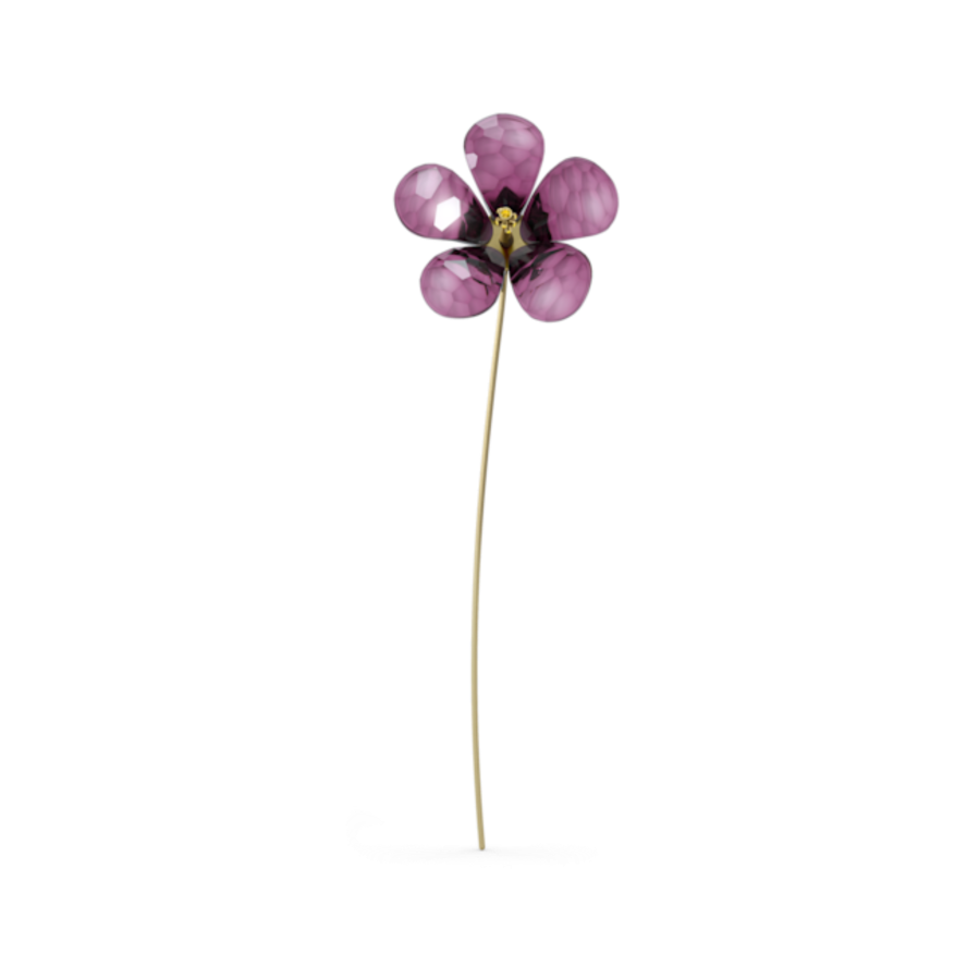 Resim Garden Tales Amber Çiçeği