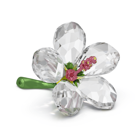 Resim Florere Amber Çiçeği, Küçük boy